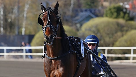 Click Bait on kultadivisioonan suosikki.