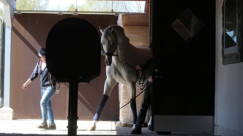 Kuvassa 18-vuotias ori Levisonn, jolle on tähän mennessä kertynyt 164 jälkeläistä. 