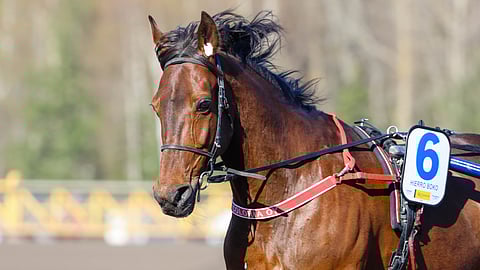 Hierro Boko on aloittanut vuoden kolmella voitolla neljästä startista.