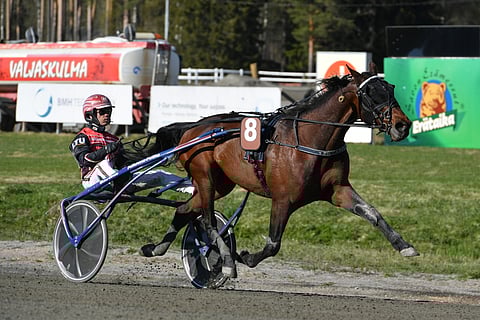 Piccadilly ei päässyt kilpailemaan perjantaina Porissa.