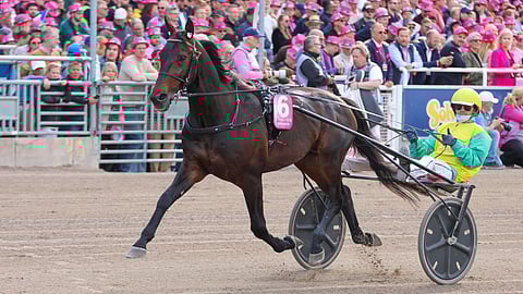 Vivid Wise As sai rehkimisestään laihan rahallisen palkkion.