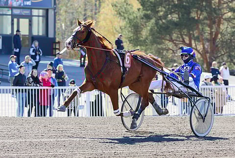 Seppele-ajon voittaja Karelin Avenger pyrkii Kymenlaakso-ajon sankariksi.