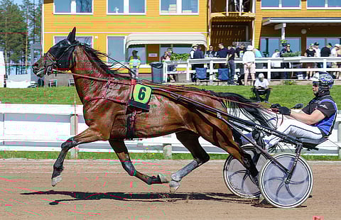 Exploding Anna on jykevä tamma, joka jyrää Kajaanin pitkällä maalisuoralla korkealle.