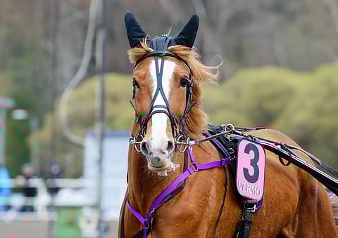 Annan hamuaa Sorsasalon Talvikuningattareksi.