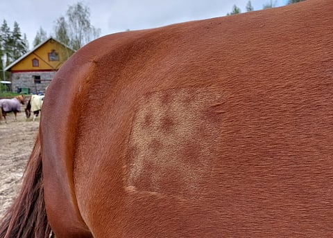 Suolistoa tutkitaan ultraamalla kyljen kautta,