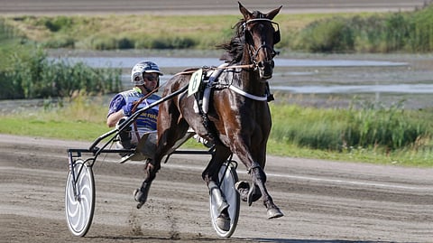 Marja Haakanan valmentama italialaistamma Betulla C.R. on vihjeen ideavarma.