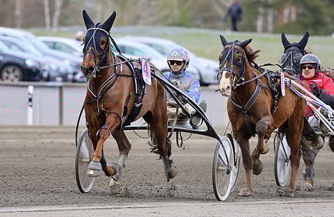 Hurman Viesker on pirteä ilmestys, ja lauantaina se palaa Forssan Pilvenmäelle.