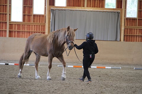 Maastakäsin työskennellessä hevoselle saa opetettua monia asioita.