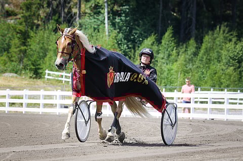 Pinja Kaleniuksen hoitama Suven Sametti puolustaa sunnuntaina Suur-Hollola-ajon Tammatähden voittoa.