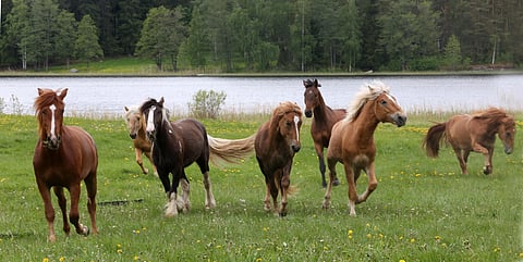 Pääkirjoitus: Hevosalan ääni – "Ehkä paikalla oltiin mutta ei tultu kuulluiksi" 