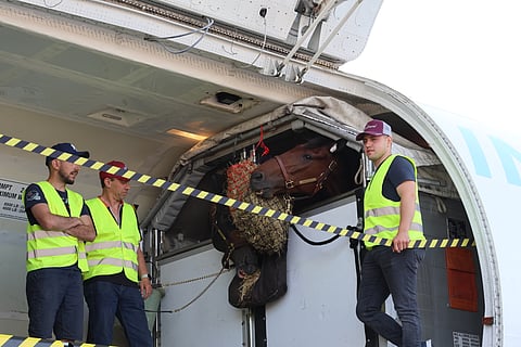Etonnant pystyy kesken siitoskauden saapumaan Pohjoismaihin vain lentokuljetuksella.