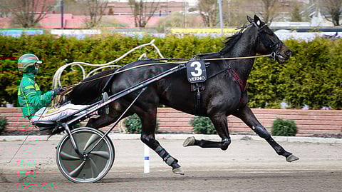 Top Class Kemp on yksi kolmesta yllätysmerkistä viidenteen kohteeseen.