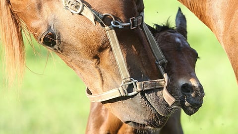 Varsa saa emältään probiotteja ja prebiootteja. 