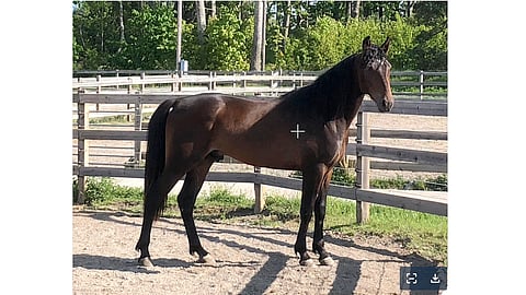 Royal Eagle tutustumassa Timo Nurmoksen tiluksiin.