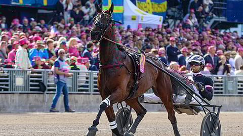 Ultion Face oli mukana toukokuun lopulla Elitloppetissa.