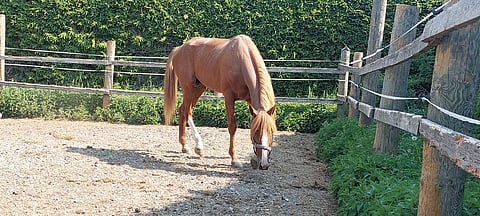 Da Vinci Grif siirtyi Sari Kekin omistukseen ja Nina Pettersson-Perklénin valmennukseen.