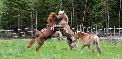 Tilaa koko iso laidun ja aikaa koko kesä. 