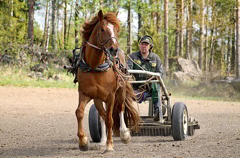21-vuotias Tapsan Tahti kilpailee lauantaina ensimmäistä kertaa työmestaruuskilpailuissa yhdessä omistajansa Markku Mässelin kanssa.