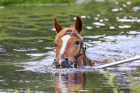 Hevosuiton SM-kilpailut siirrettiin elokuulta kesäkuulle, jotta kilpailut saatiin ohjelmanumeroksi Kaviokarnevaaleille.