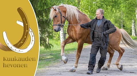 Kuukauden hevonen Vonkari kelpaisi klassisen hevospatsaan malliksi.