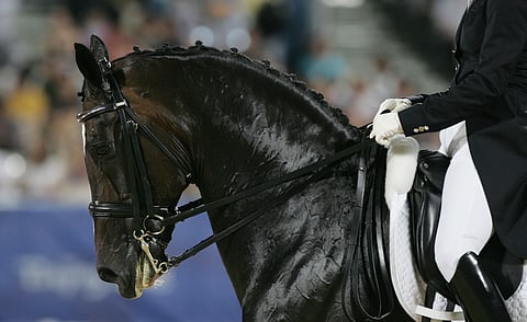 Kankisuitsituksen korvaaminen nivelkuolainvaihtoehdolla ei saanut kannatusta, kun FEI:ssä mietitiin sääntömuutoksia. 