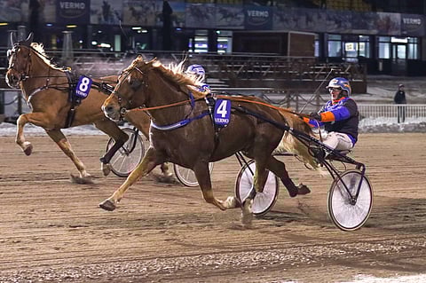 Jokirannan Lahja on tottunut menestymään Vermossa.