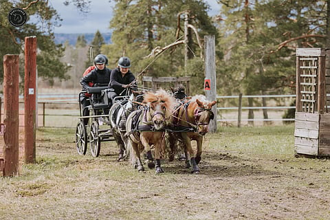Keväällä Suomen valjakkokisoihin ilmestyi harvinaisuus. 