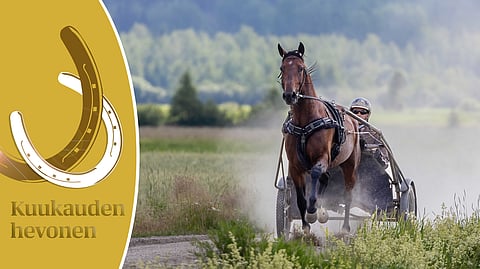 Kuukauden hevonen Mr Stahl.