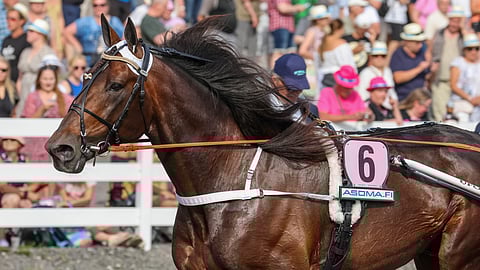 Hail Mary on tottunut menestymään suurkilpailuissa. Tuleeko Vermosta sunnuntaina seuraava muhkea potti?