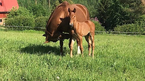 Turner Ale emänsä Kristall Tillyn kanssa.