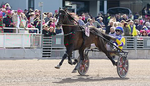 Mellby Jinx on suosikki Bergsåkerissa.