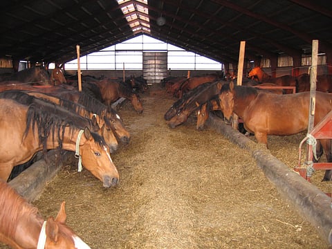 Viegaard-siittola 2000-luvun alkuvuosina. 