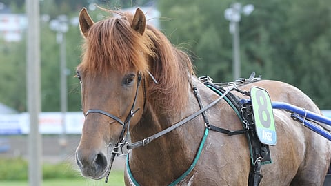 Virin Varpu on kunnossa, Juhani Heikkinen sanoo.
