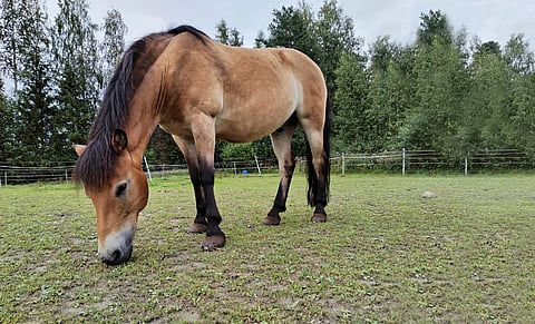 Yhtä painonpudotusohjetta, joka sopisi kaikille, ei voi antaa. Jokaiselle elämäntaparemontti voidaan kuitenkin yksilöllisesti suunnitella. 