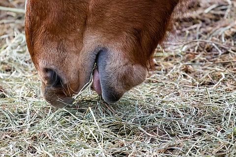 Hevosen energiansaannin ja -kulutuksen tulee olla tasapainossa.