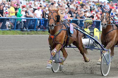 Henri Bollströmin ohjastama Rekilammen Sauli suuntaa Derbyyn suosikkina.