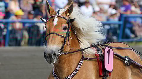 Suven Sametti päättää talvitaukonsa Vermossa.