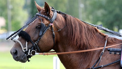 Kuvan Evartti on vihjeen toinen varma. Lennokasko on kolmannen kohteen varmavalinta.