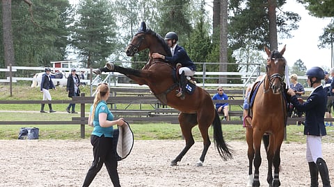 Laihon sisarusparvi, Inkeri, Anselmi ja Elmo starttaavat kahta ja kolmea tähteä Sopotissa. Kuvassa Elmo ja huippusukuinen tamma Bali. 