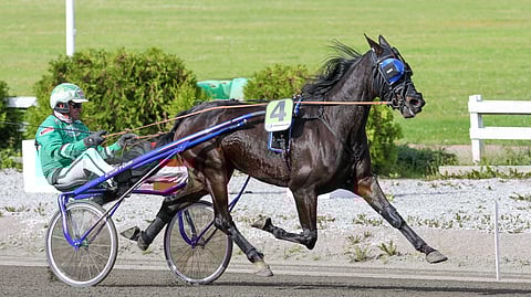 Sands Hybrid on suvultaan periyttäjä, mutta tulevaisuus näyttää, millaisia jälkeläisiä se pystyy jättämään.