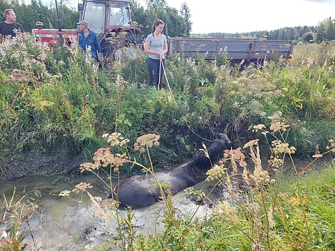 Molemmat hevoset olivat ojissa aivan hiljaa.