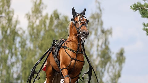 Hissun Feeniks yrittää jälleen voittoa Kirppu-ajossa.