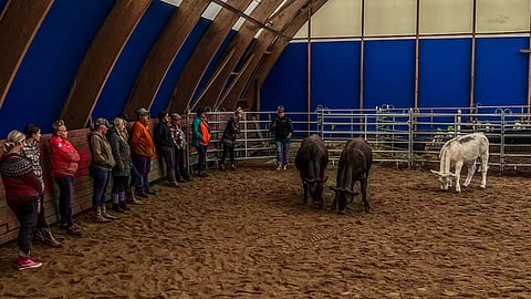 Opintoihin kuuluu myös karjan maastakäsittelyä.