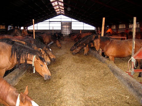 Hevosurheilun avustajalle esiteltiin nuorten tammojen ryhmää Viegaardissa kesällä 2006. 