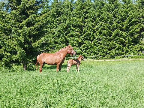 Sirkan Virkku ehti jättää viisi varsaa, joista viimeiseksi jäi Neito Kesäheinä.