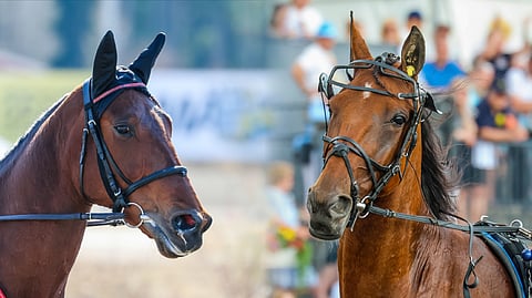 Suomalaisille vanhemmille huipputammoille kuten Willow Pridelle ja EL Indeedille on jo nykyisellään riittävästi lähtöjä, Hippoksessa nähdään.