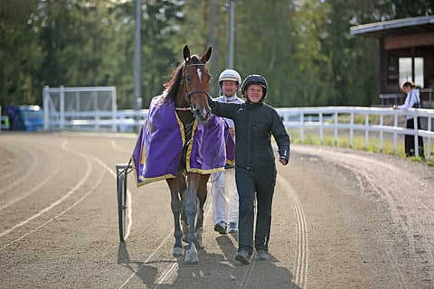 Iikka Nurmosen valmentama ja Jenni Tuokon hoitama Velvet Gold puolustaa syyskuussa Pilvenmäellä Tammavaltikan voittoaan.
