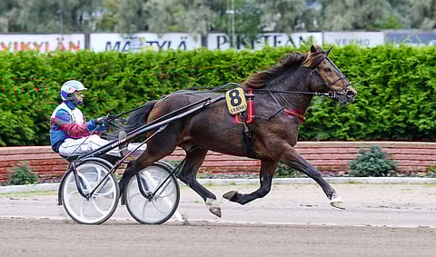 Mikko Valtonen on ajanut Birgerillä kilpaa viime vuoden toukokuusta alkaen. Yhteisiä startteja on 17, joista voittoja 7 ja rahattomia startteja vain yksi.