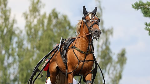 Hissun Feeniks tavoittelee Kirppu-ajossa 15 000 euron ensipalkintoa.