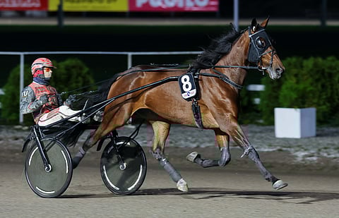 Tammakriteriumin aikoihin Lightning Stride matkusti huonosti, mutta nyt tamma on parempi reissaaja. ”Hevonen yöpyy Niemisen (Markku) heinäladossa, koska täällä on aika paljon hevosia kipeänä, niin tamma eristettiin”, Petri Tarrimaa kertoo Kriteriumin alla. 